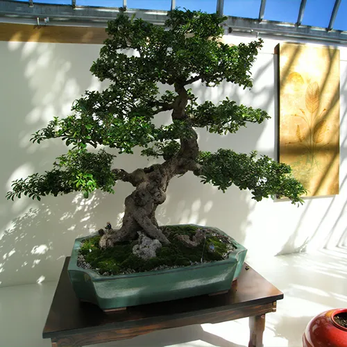 Fukien_Tea-1.webp