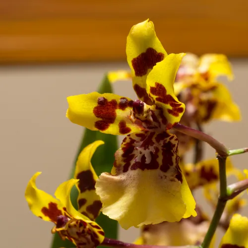 Oncidium