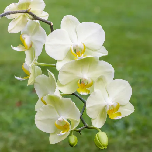 Phalaenopsis