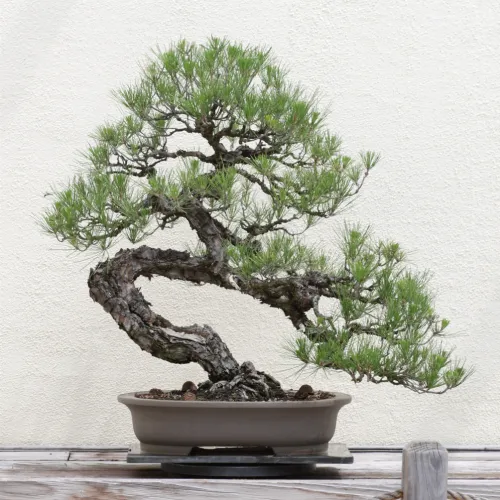 Pine-bonsai-1.webp