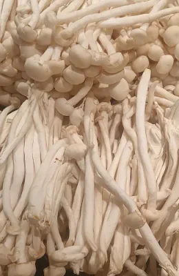 Beech-mushroom.webp