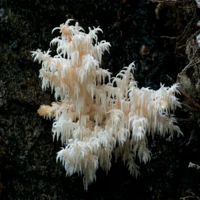 Coral-Tooth.webp