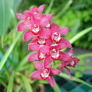 Cymbidium_tapestry.webp