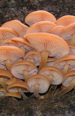 Enokitake.webp