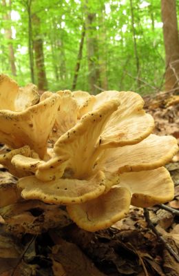 Maitake (002)