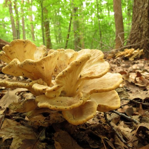Maitake (002)