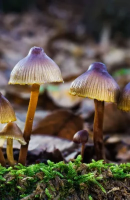 Mushroom