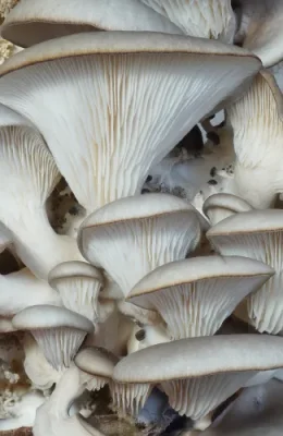 Oyster.webp