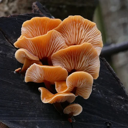 Reishi (Ganoderma lucidum)