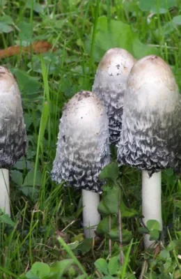 Shaggy-Mane.webp