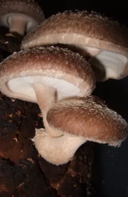 Shitake.webp