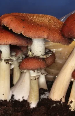 Wine-Cap-Mushroom.webp