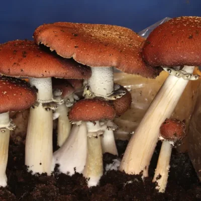 Wine-Cap-Mushroom.webp